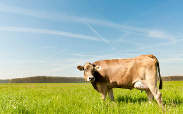 Le razze di bovine e il loro latte